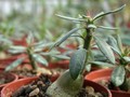 pachypodium succulentum 01