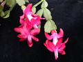 schlumbergera welling cherry 24