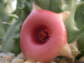 huernia somalica02