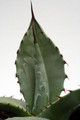 agave palmeri sonoita az 0128