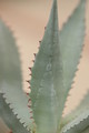 agave flexispina cnj 8705