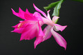 schlumbergera nonoco 5938