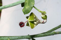 ceropegia distiucta haygarthii 9883