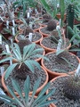 euphorbia bupleurifolia 9957