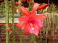 aporocactus oaklight1