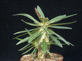pachypodium horombense 07