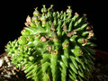 euphorbia suzannae 10
