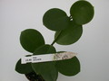 hoya coronaria 1430