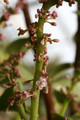 portulacaria afra 0130