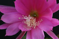 eh donna diana 132 0713