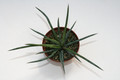 agave stricta nana minas asbestos 7670