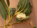 eucalyptus 05