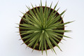 agave echinus 8149