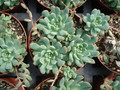 graptopetalum platyphyllum 05