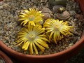 lithops terricolor localis1