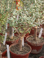 ceraria pygmaea 01