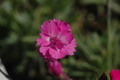 dianthus gratianopolitanus pink jewel 01