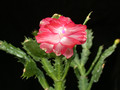 schlumbergera pasadena 01