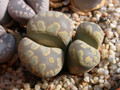 lithops naureeniae 03