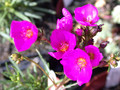 calandrinia umbellata 01