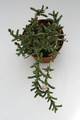ruschia aff rupicola sb1508 9250