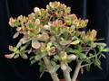 crassula portulacea summer rainbow 04