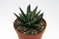 agave victoria reginae 7665