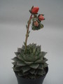 echeveria turgida 8391