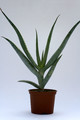 aloe comosa 8117