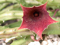huernia leachii keniensis 01