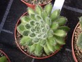 echeveria setosa