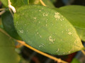 hoya vitellina 4072 01