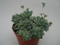 echeveria prolifera 8356