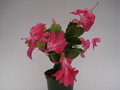 schlumbergera thor kiri 1573