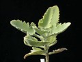kalanchoe beharensis rose leaf 01