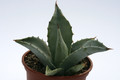 agave vizcainoensis vizcaino 7846
