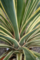 yucca gloriosa variegata 8909