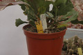 eh erfurter gartenschau 23 10