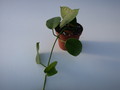 hoya ariadna 1387