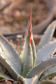 agave utahensis kaibabensis 8516