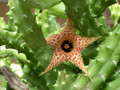 huernia hystrix appendiculata 01