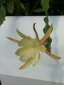 eh maienglueck 414 69