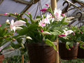schlumbergera ampel 03