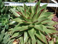echeveria agoavoides 05