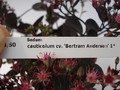 sedum cauticolum bertram anderson 700