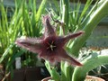 stapelia asterias robinson pass1