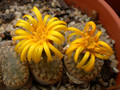 lithops bromfieldii insularis 07