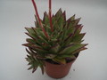 echeveria agavoides lipstick 8349