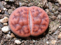lithops karasmontana tischeri 04