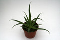 agave bracteosa 8794